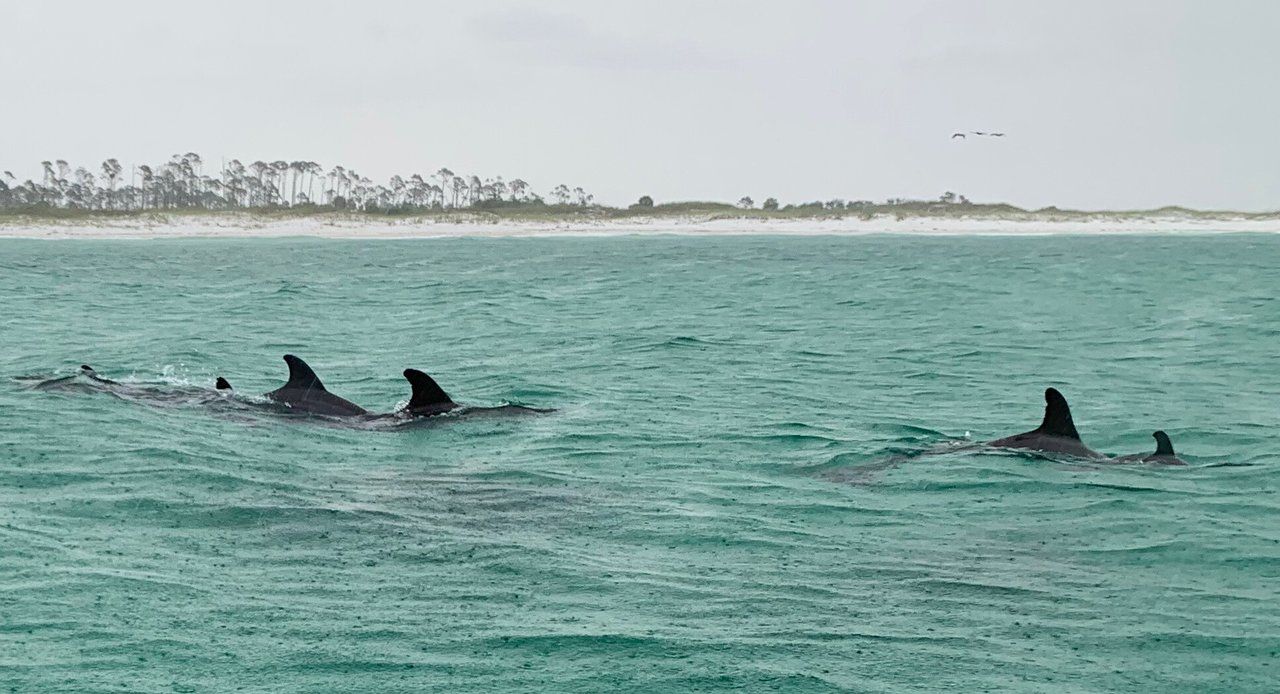 Osprey Charters Dolphin Tour