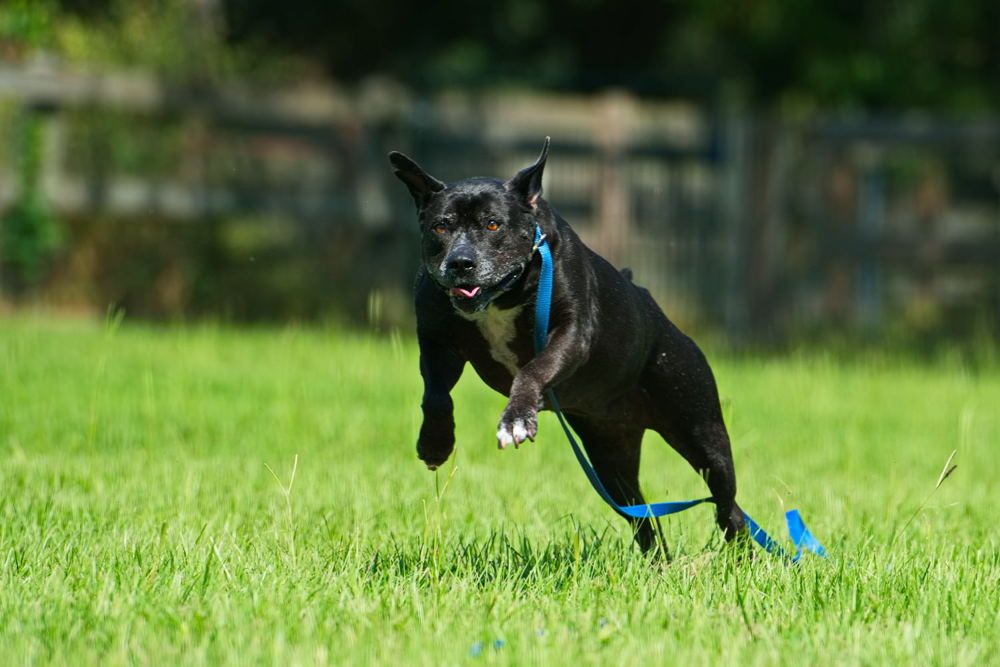 Dog Training at the Field