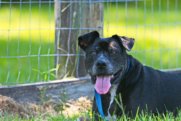 A Black Dog is Laying in the Grass Next to a Fence