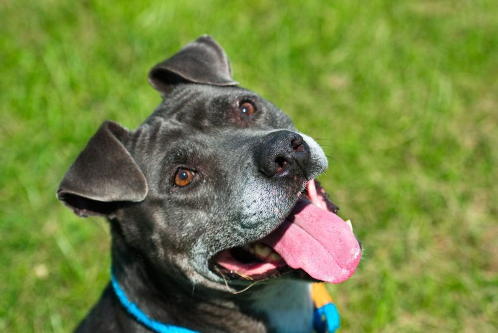 Cornelius with a pink tongue sticking out is sitting in the grass