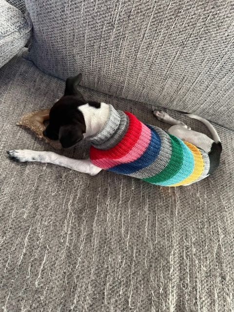 A small dog wearing a colorful sweater is laying on a couch