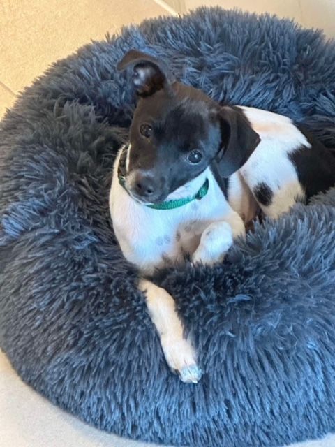 A black and white dog is laying in a fluffy dog bed