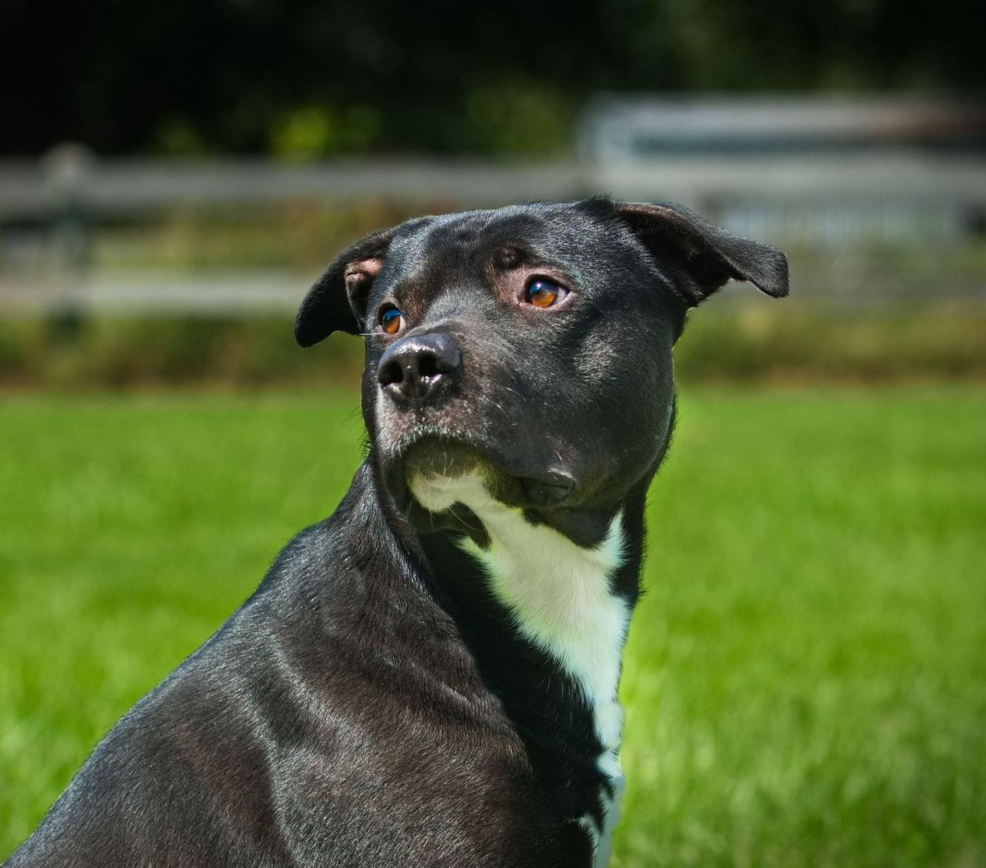 A Black Dog is Laying in the Grass Next to a Red Toy