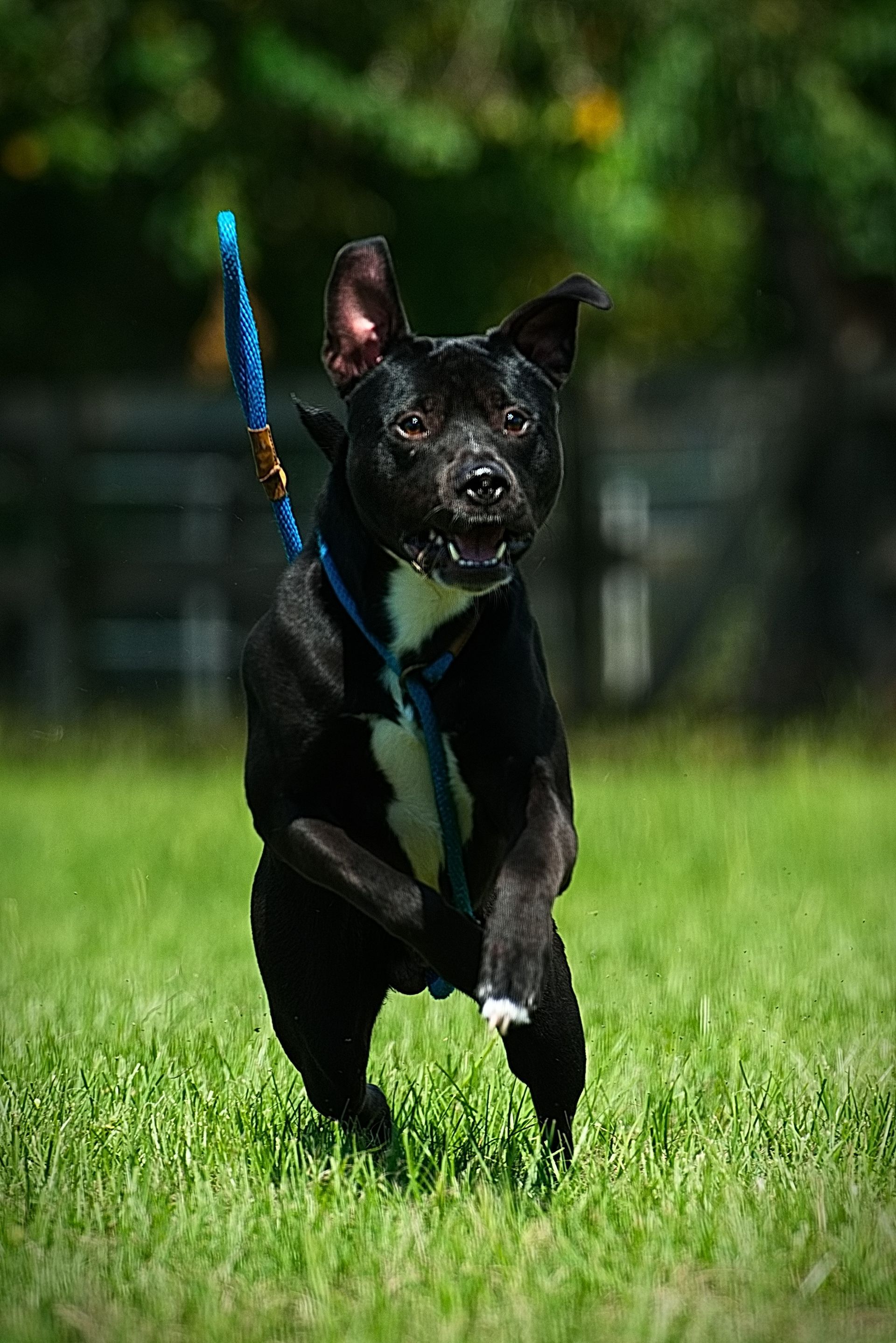 A black dog is jumping in the air while holding a toy in its mouth.