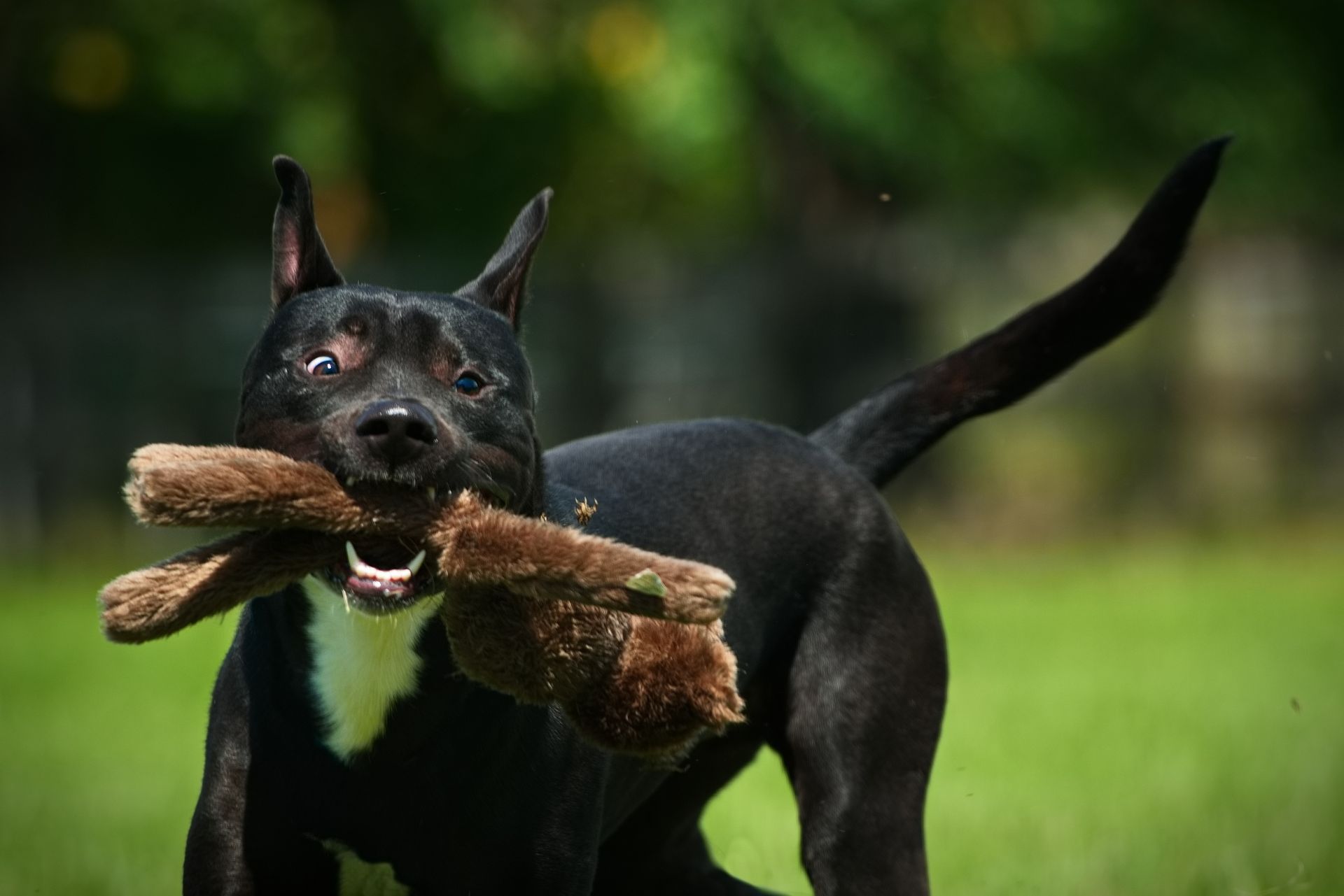 A black dog is holding a stuffed animal in its mouth.