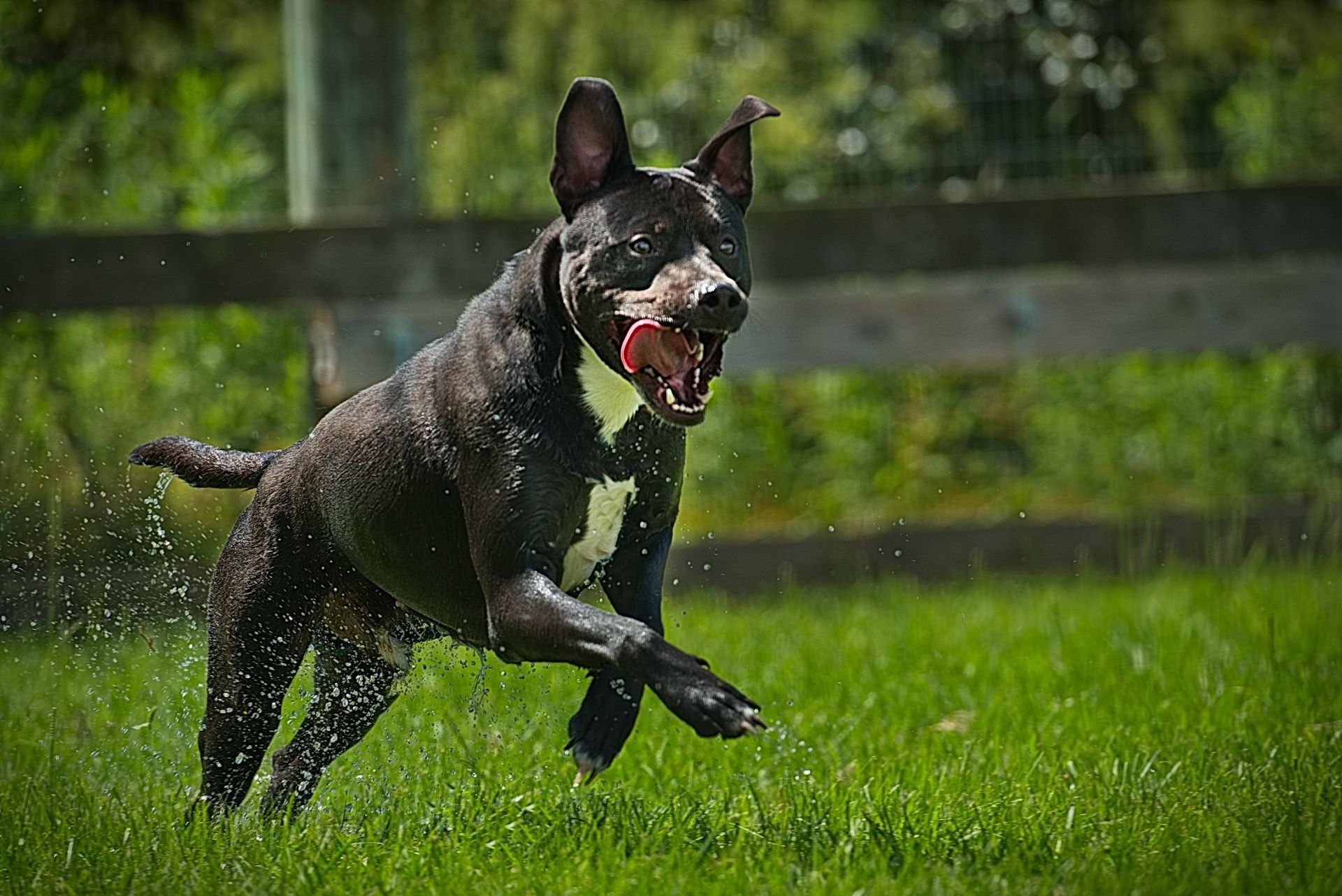 A black dog is running through the grass with a red ball in its mouth.