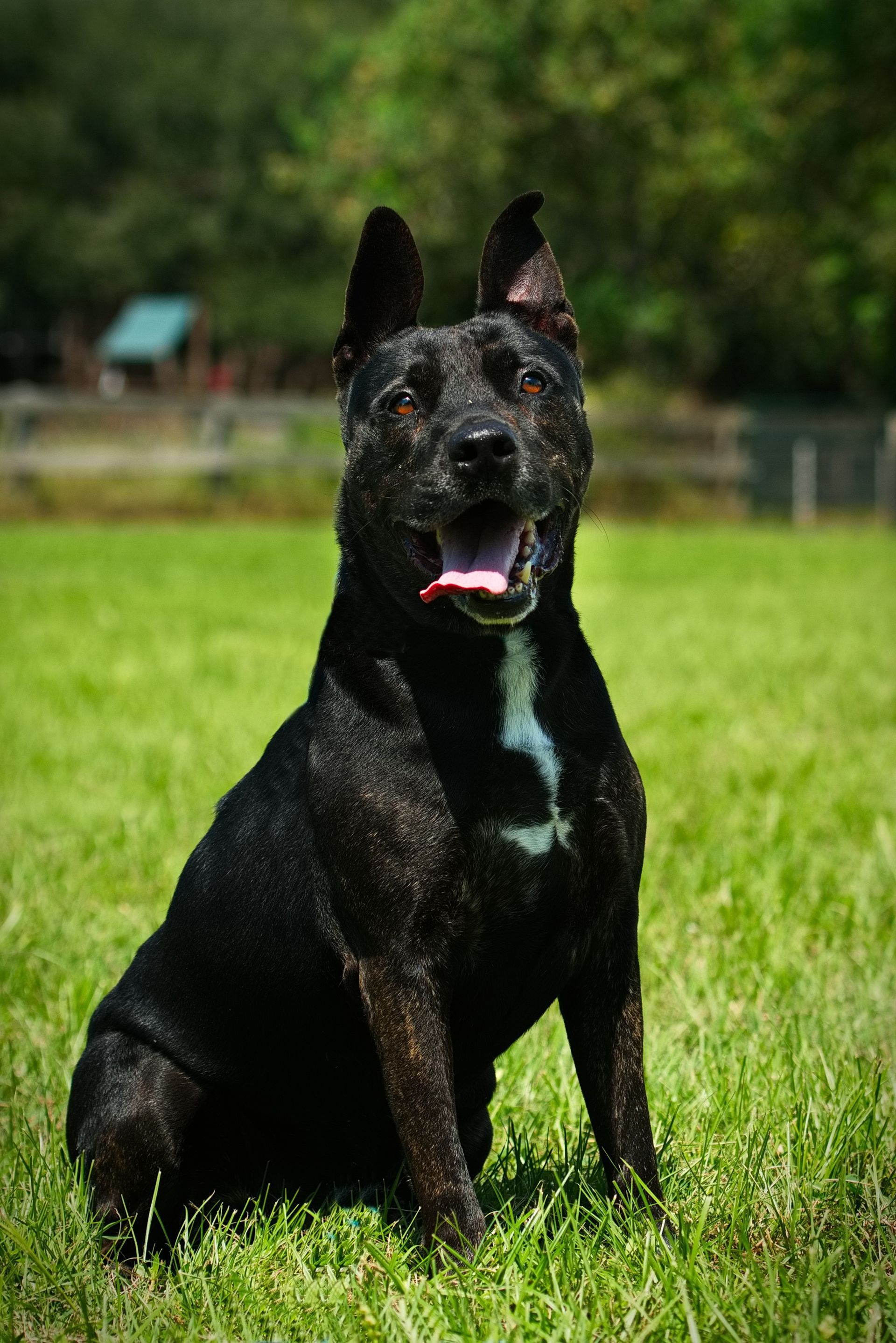 A black dog is laying in the grass with a tennis ball in its mouth