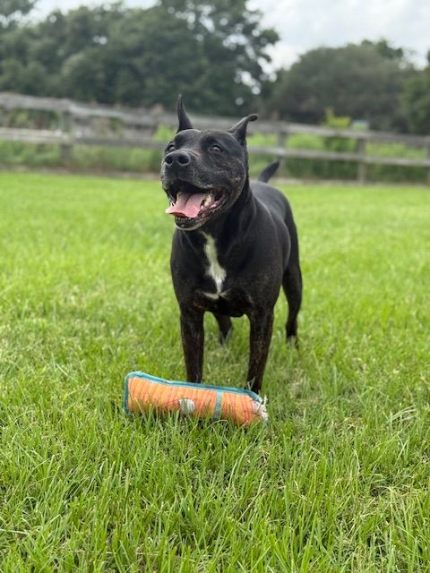 Bubba