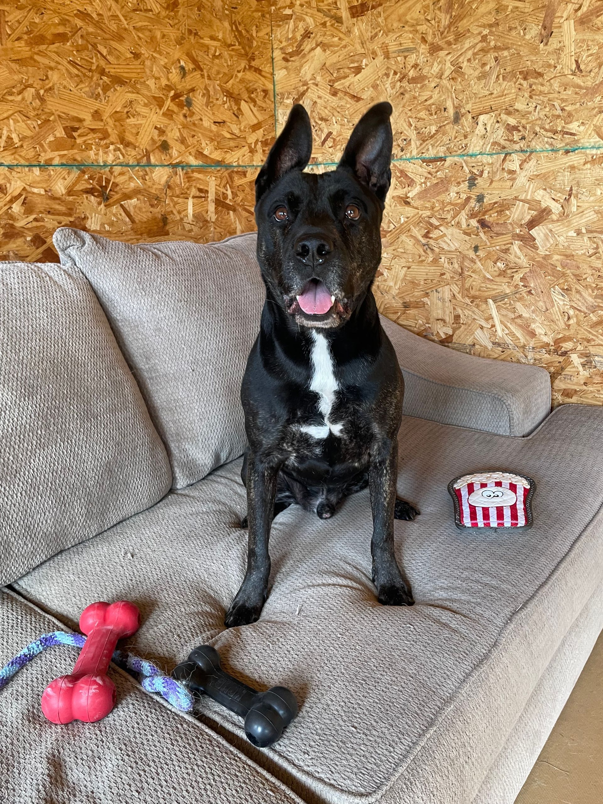 A black dog is sitting on a couch next to a toy.