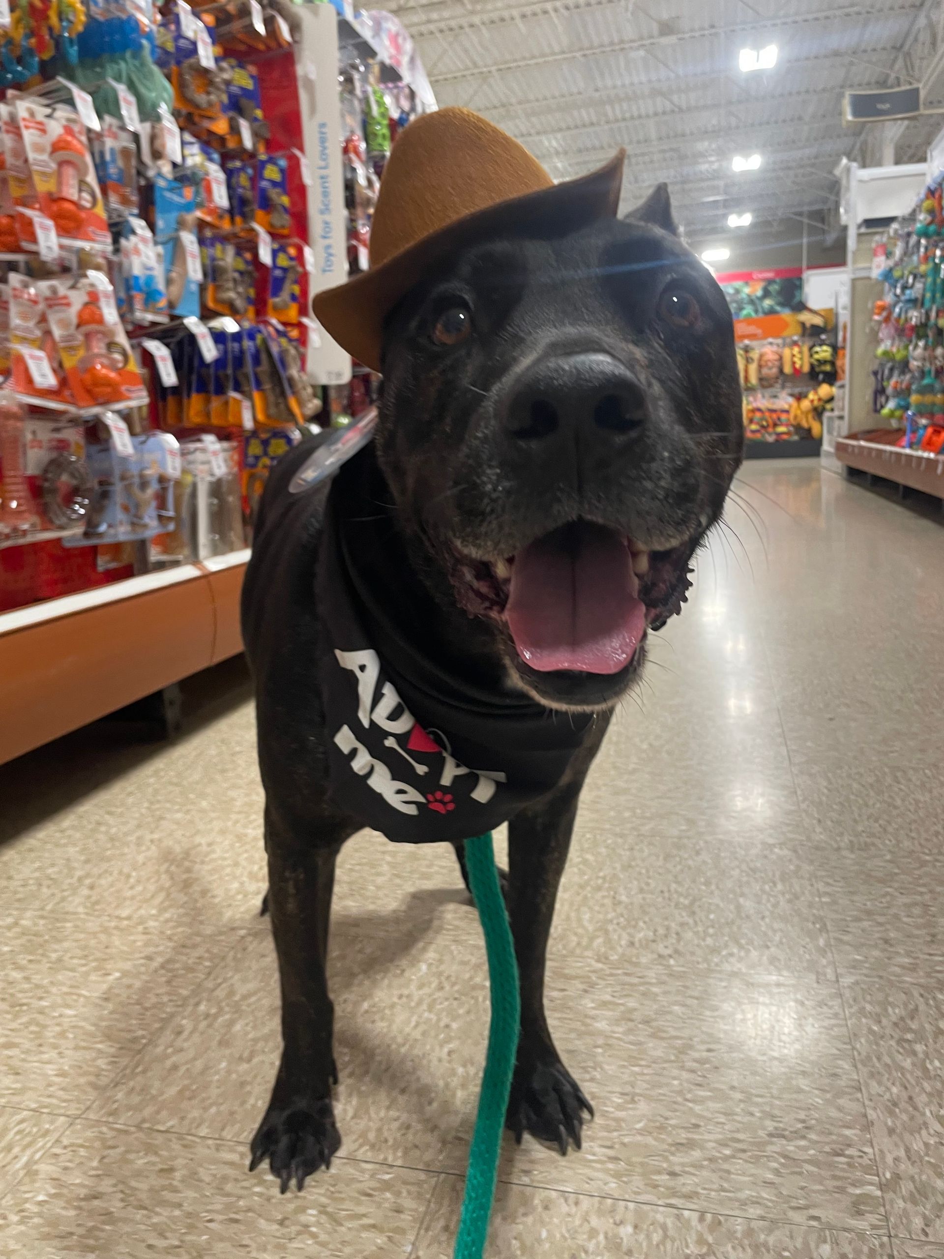 A dog wearing a hat and a bandana is standing in a store.