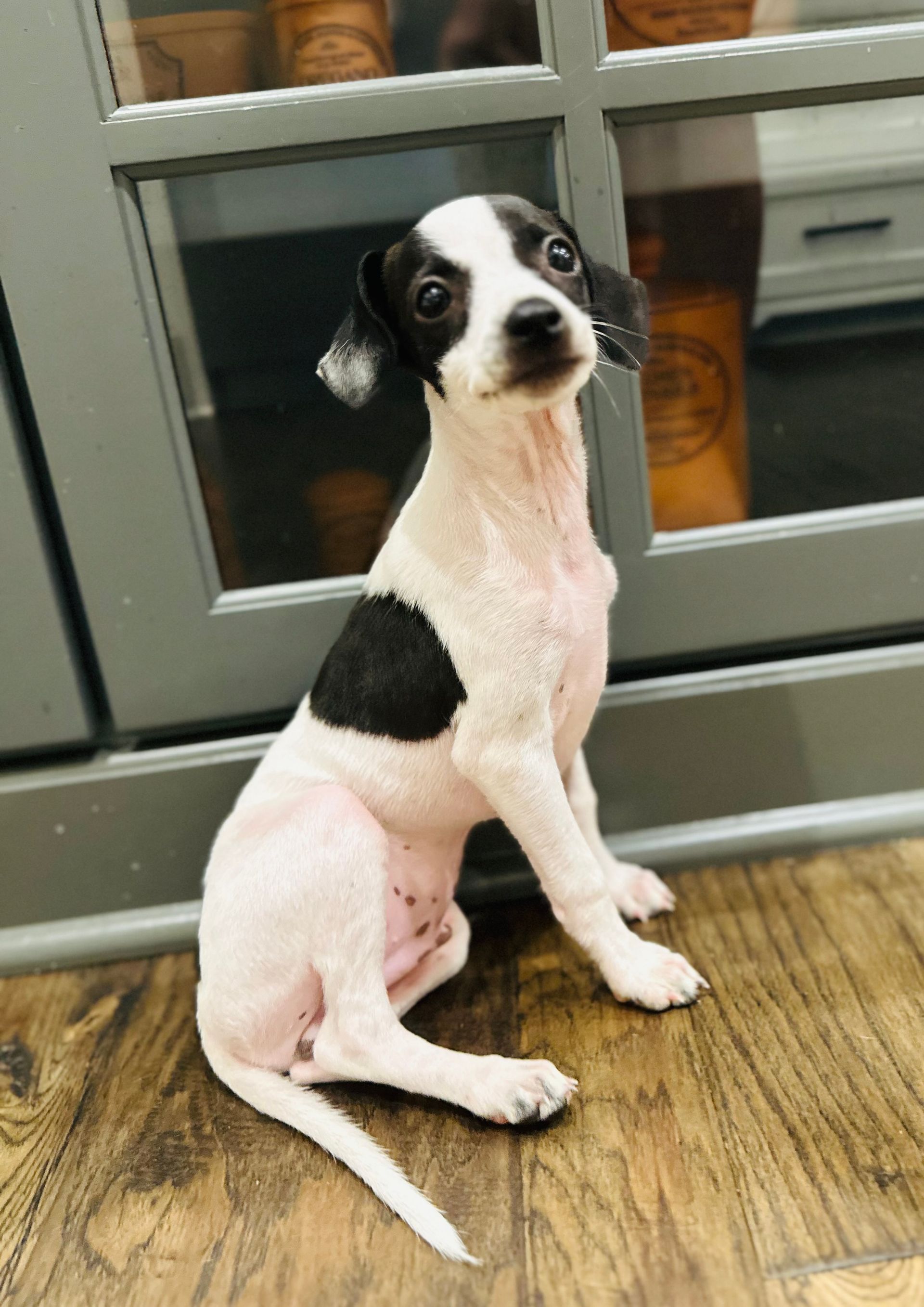 A Black and White Puppy is Sitting on a Wooden Floor Next to a Cabinet
