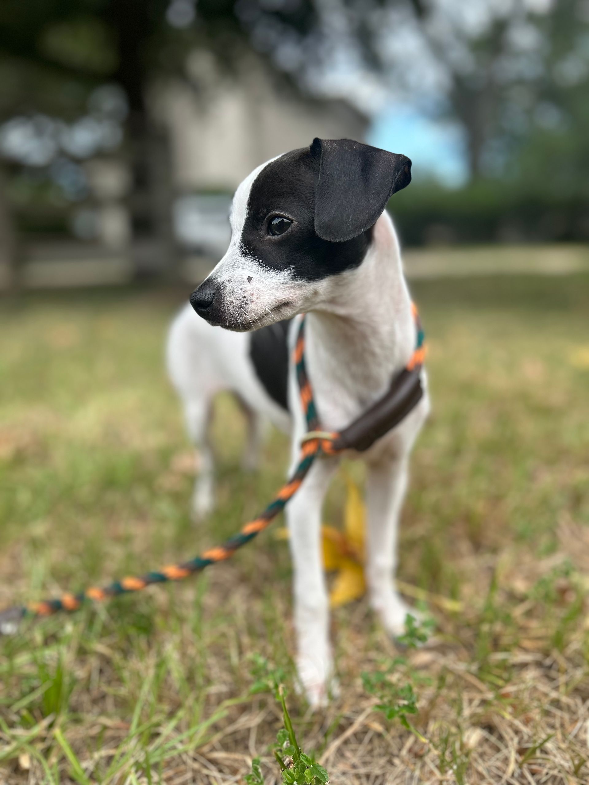 Dog with Leash