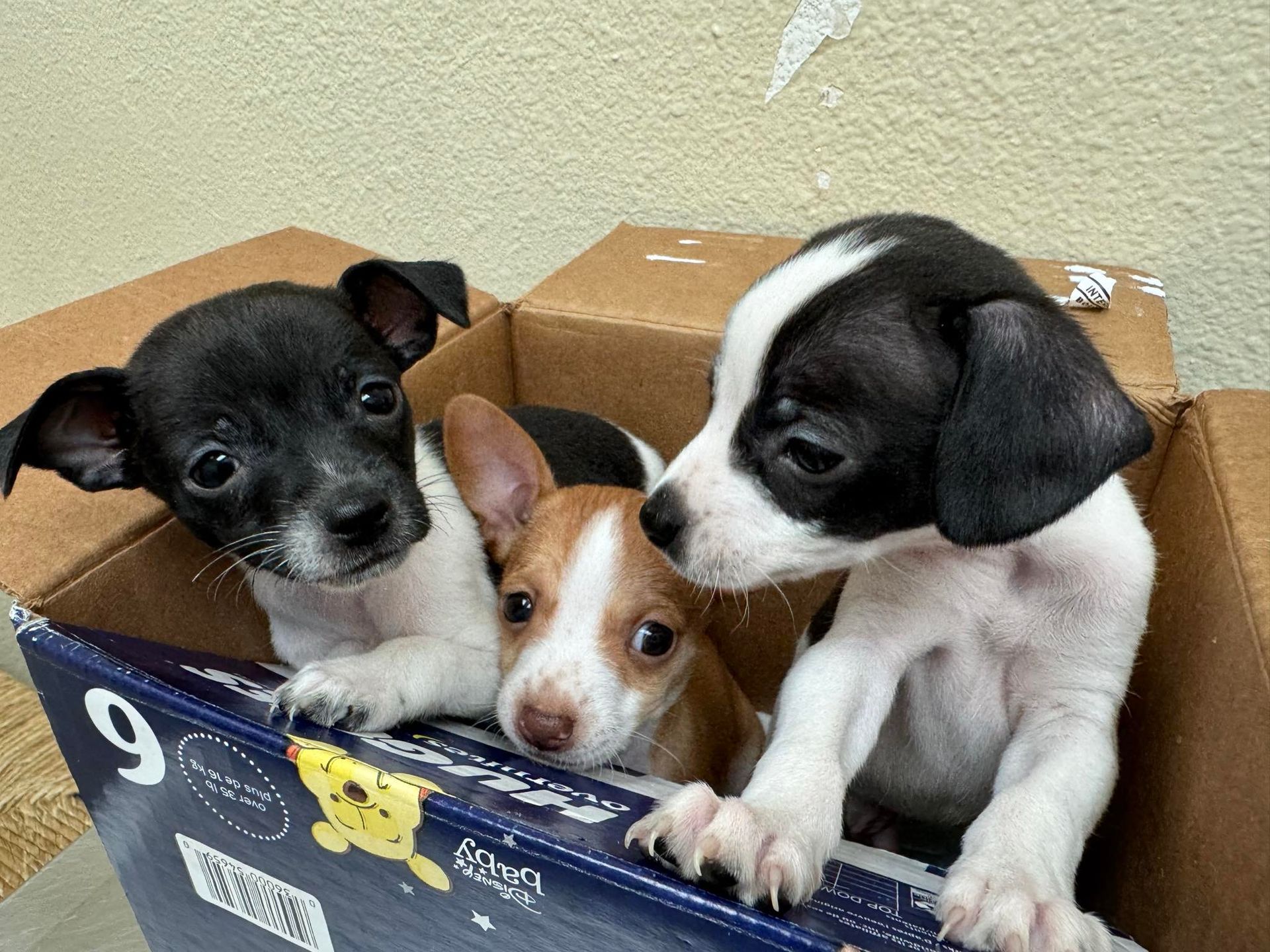 Three Puppies Are Sitting in a Cardboard Box