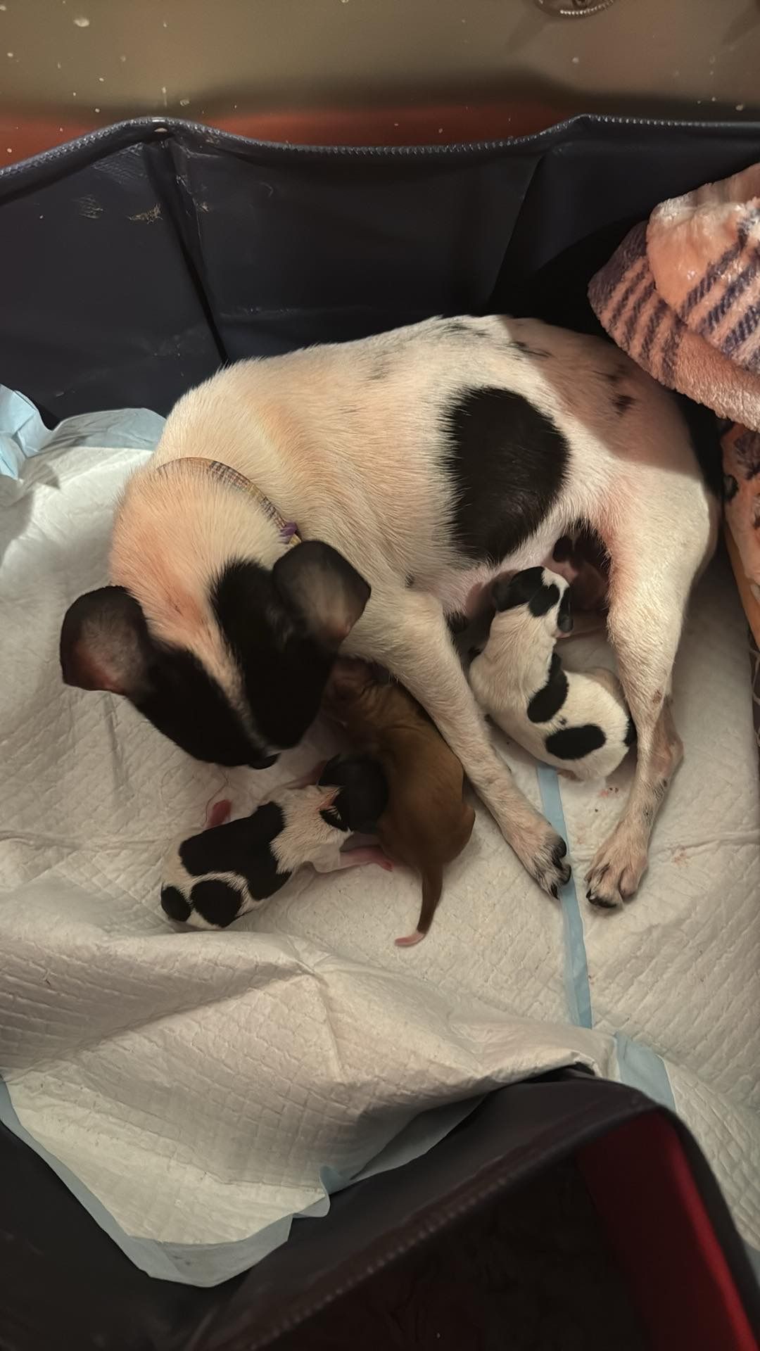 A Dog and Three Puppies Are Sleeping in a Crate