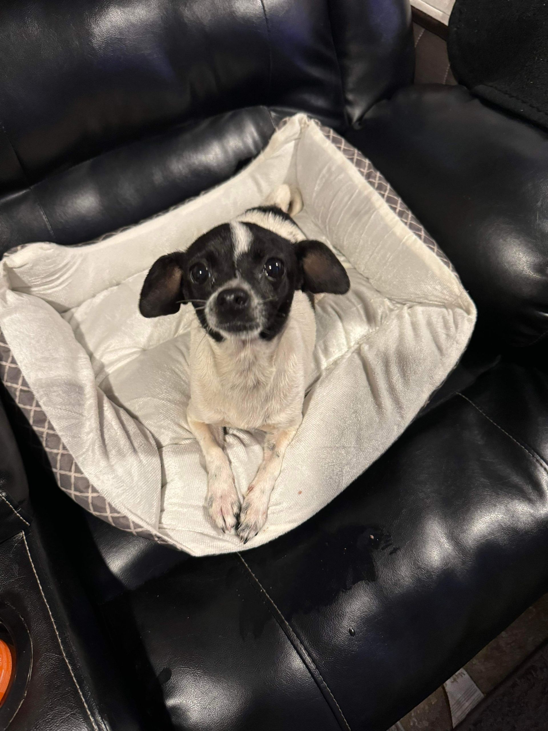 Small Black and White Dog is Laying in a Dog Bed on a Couch