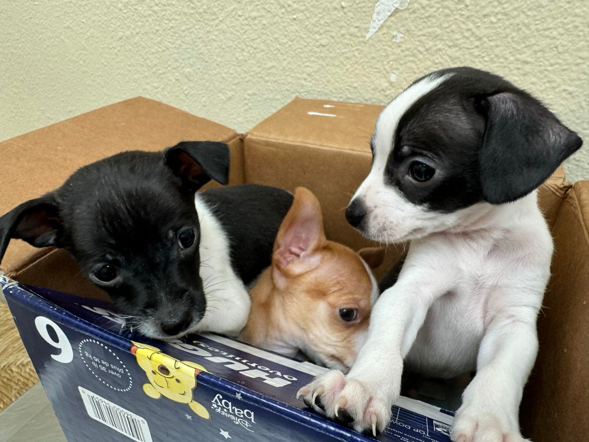 Three Puppies Are Sitting in a Box