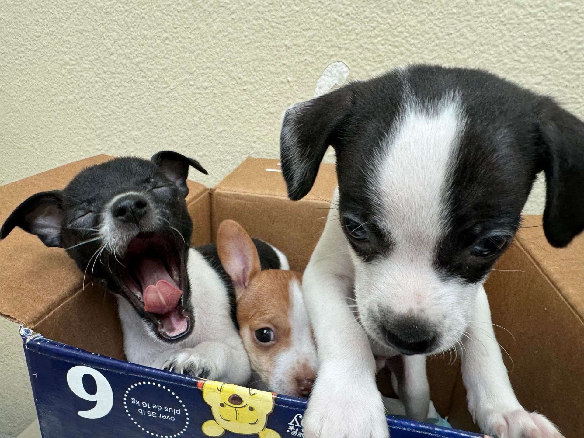 Three Puppies Inside a Box