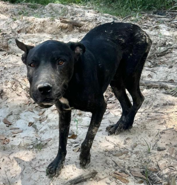 A black dog is standing in the dirt and looking at the camera