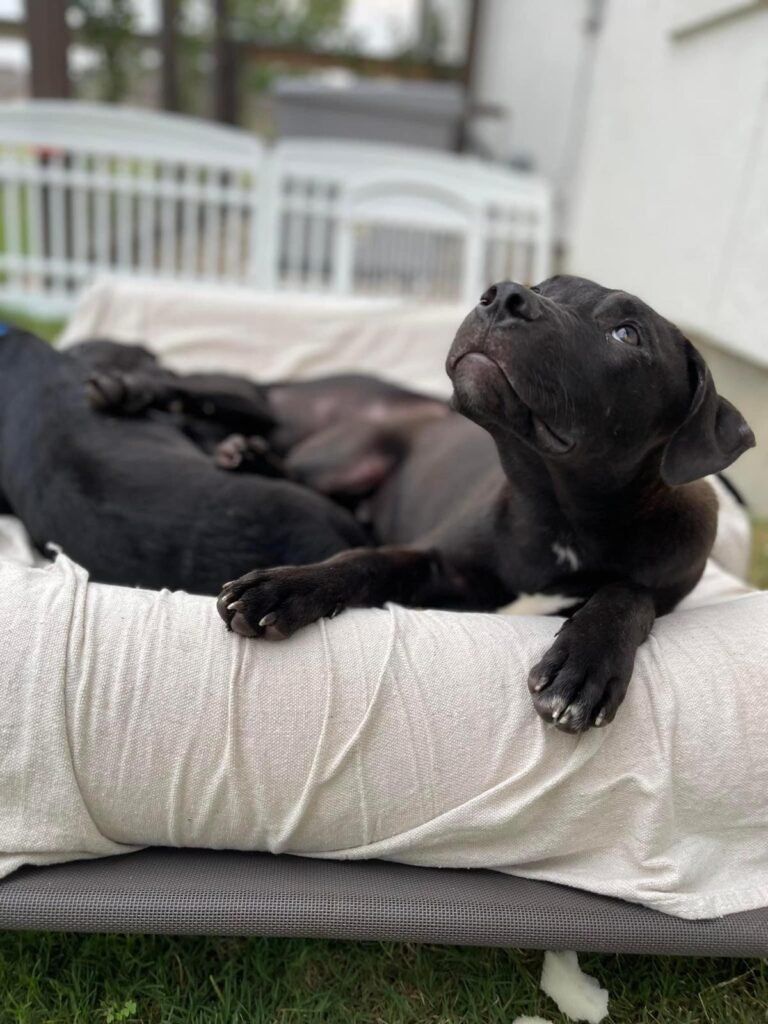 A Couple of Black Dogs Laying on Top of a Dog Bed