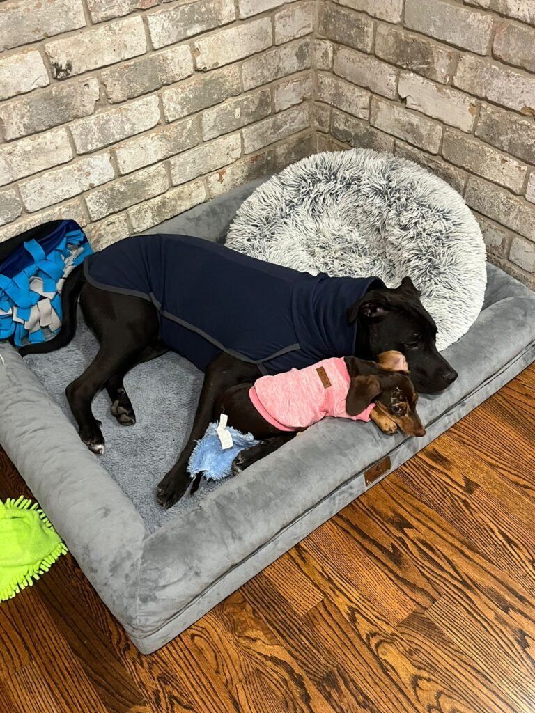 Two Dogs Are Laying Next to Each Other on a Dog Bed