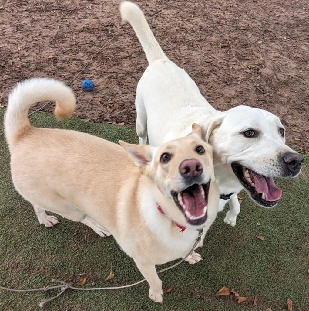 Yellow and White Dogs