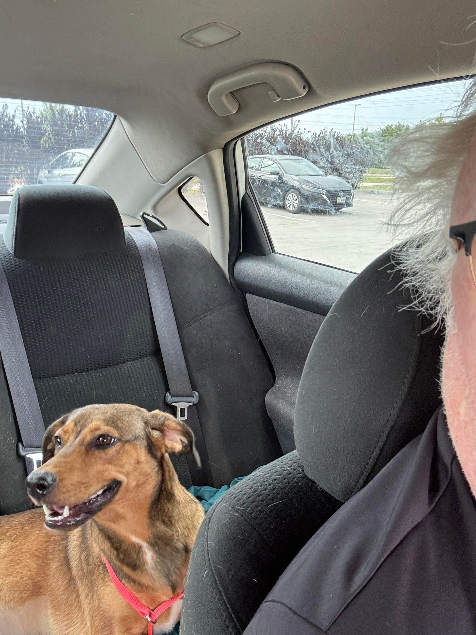 A man and a dog are sitting in the back seat of a car.
