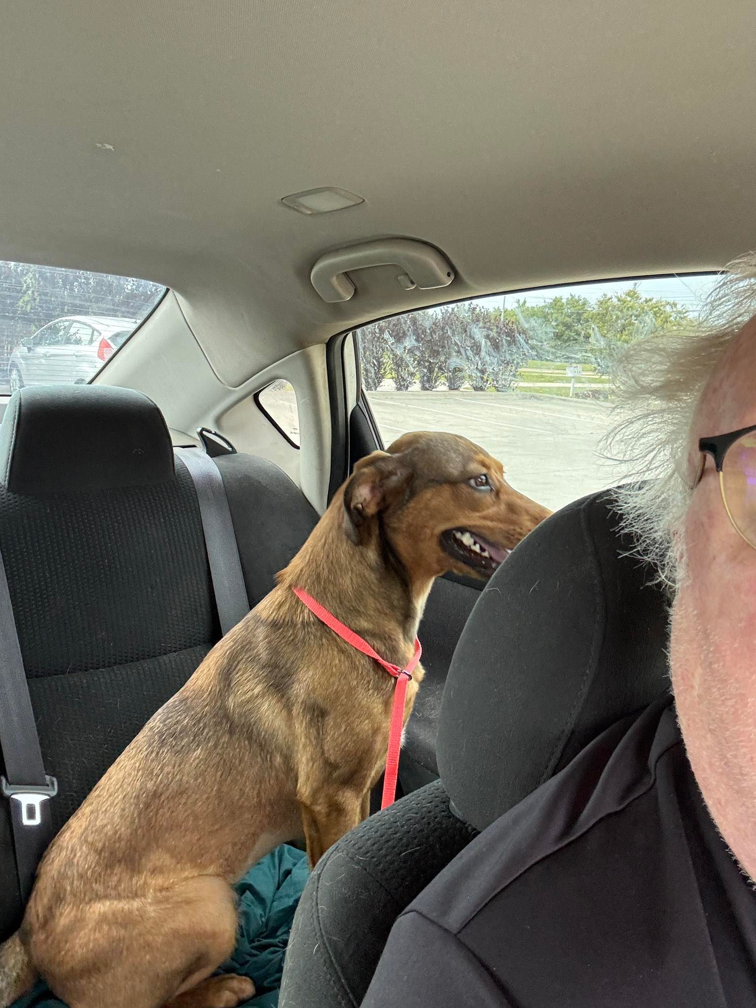 A man and a dog are sitting in the back seat of a car.