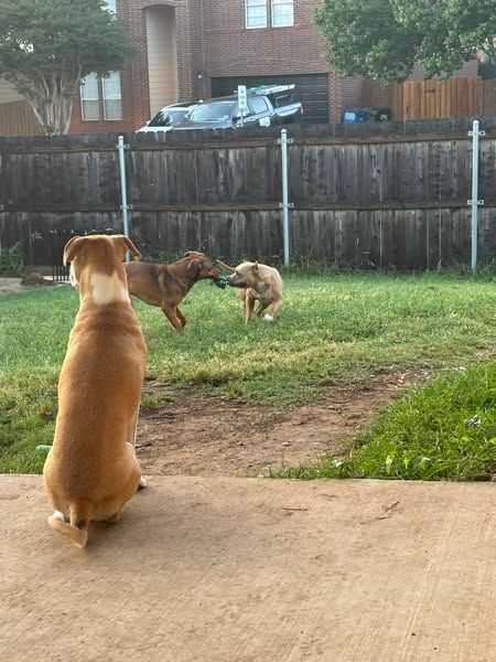 Two dogs are playing in a backyard with a fence in the background.