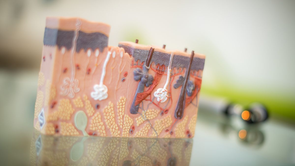 Auf einem Tisch liegt ein Modell der Haut.