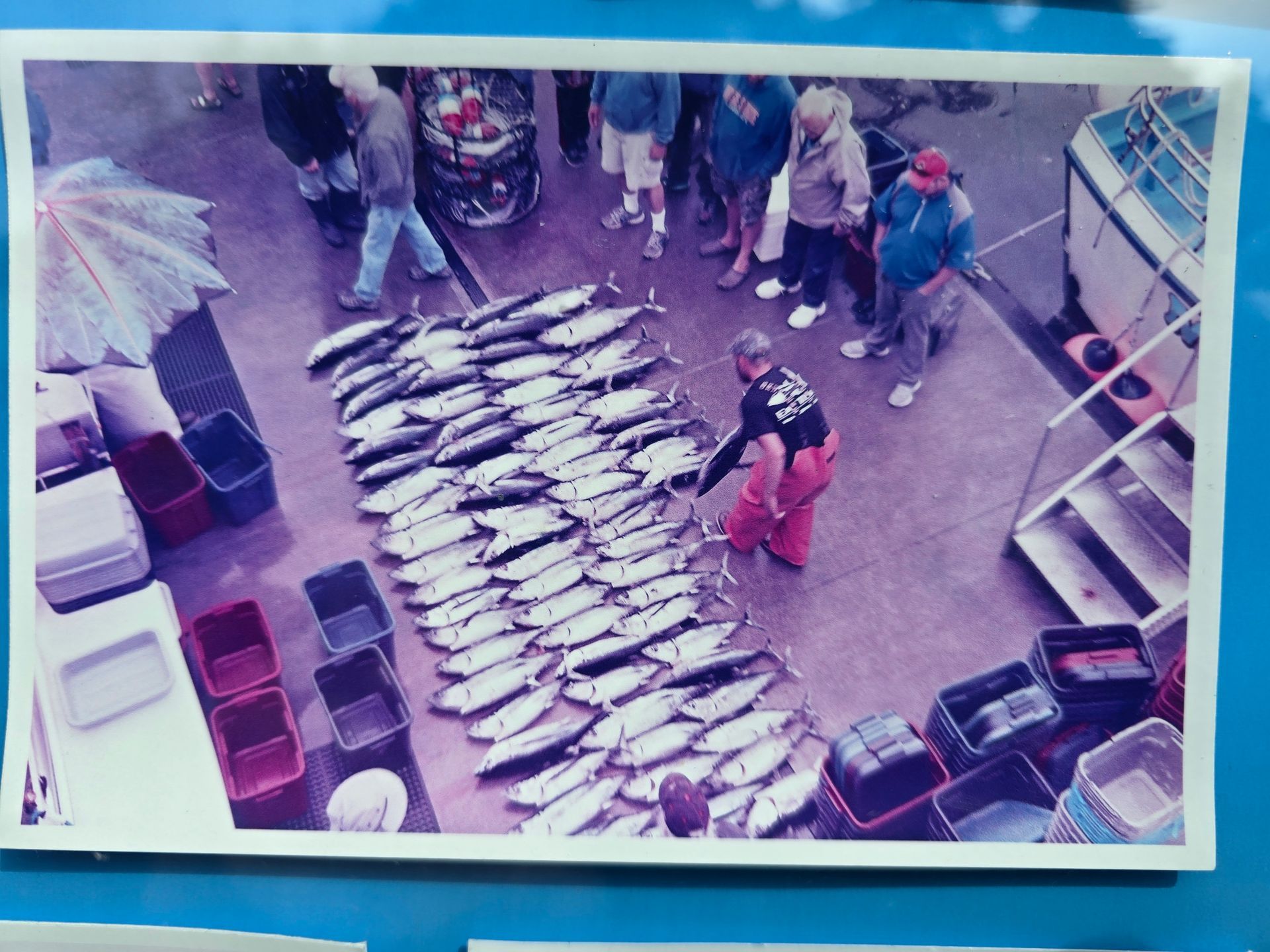Group of Tuna in the Sea