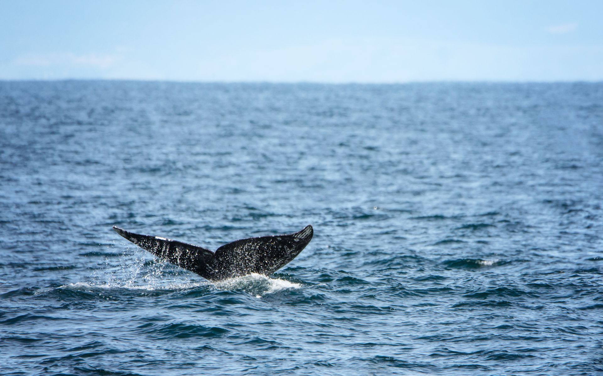 Different Fleets on the Sea