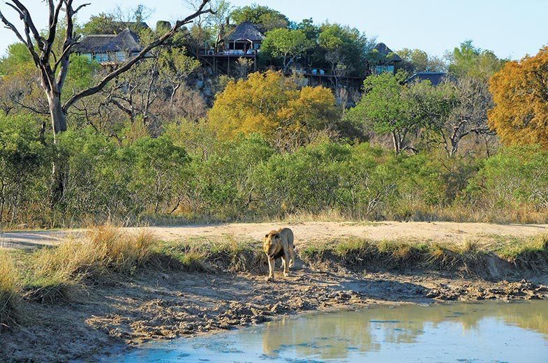 A lion is drinking water from a muddy pond.