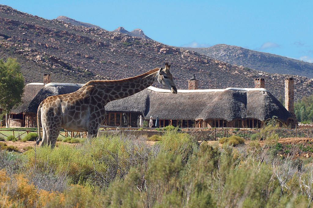 A giraffe is standing in front of a thatched building.