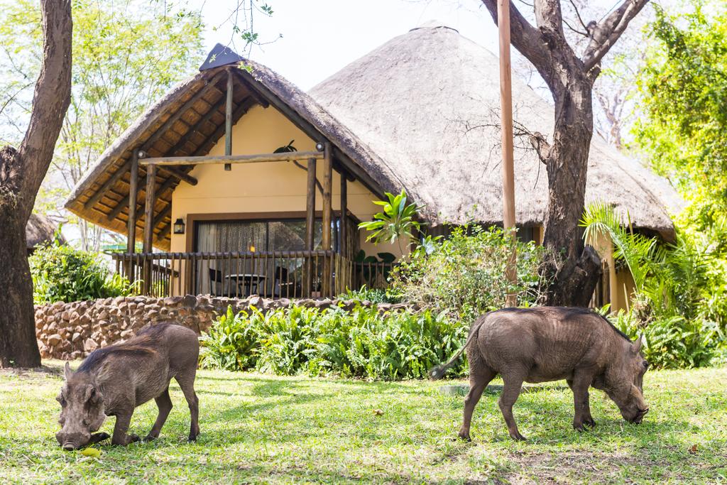 Two warthogs are standing in front of a thatched hut.