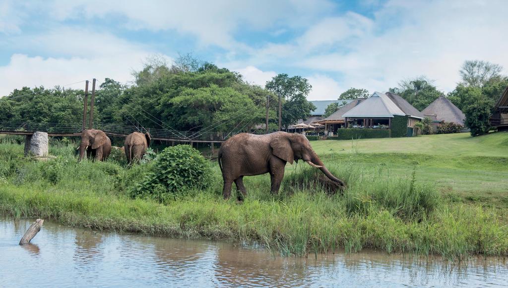 A herd of elephants standing next to a body of water.