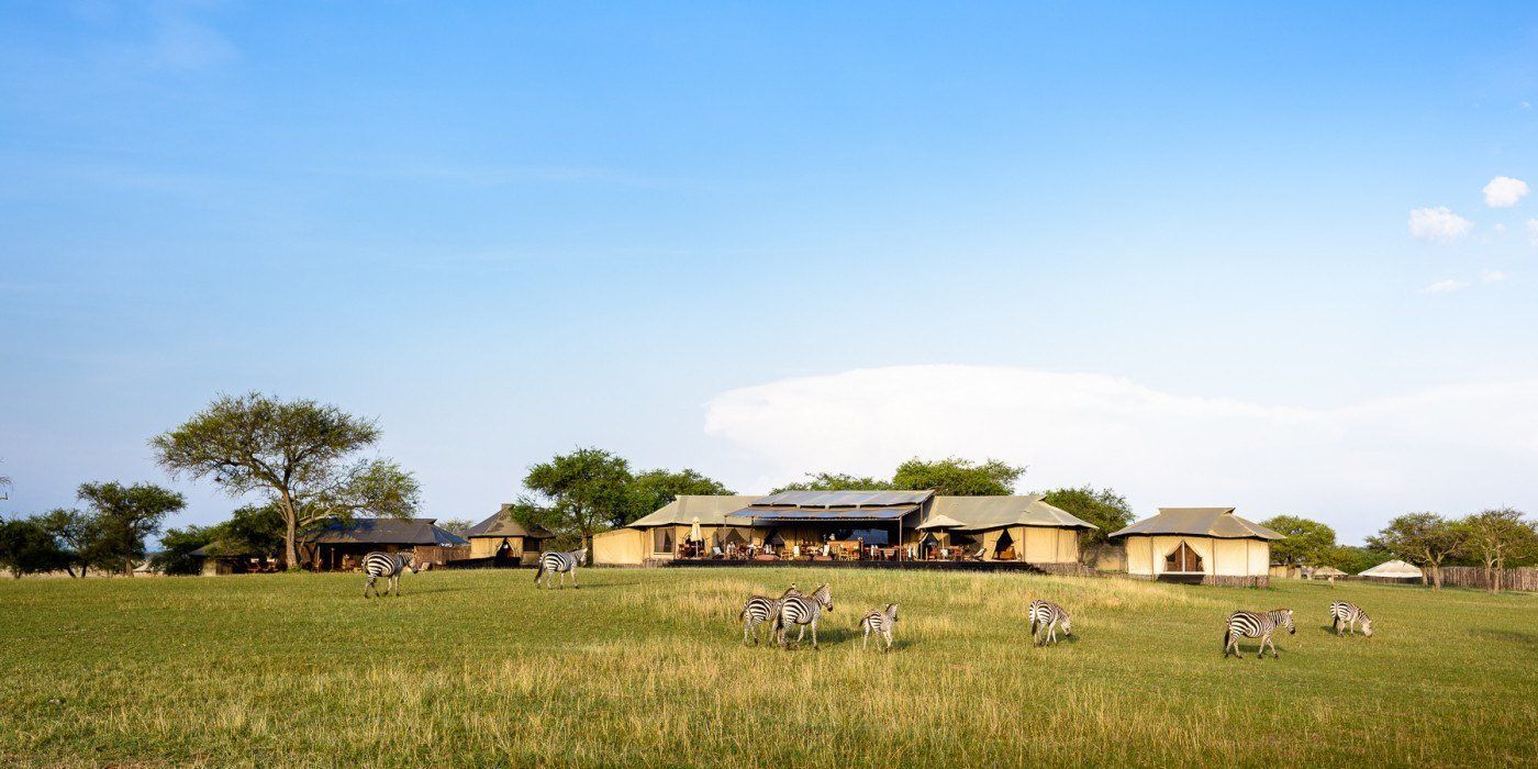 A group of zebras are standing in a grassy field in front of a house.