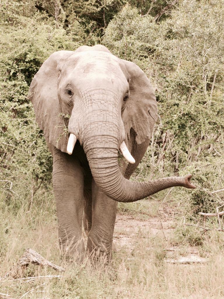 An elephant is standing in the grass with its trunk outstretched.