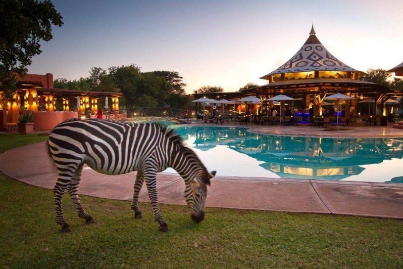 A zebra standing in front of a swimming pool