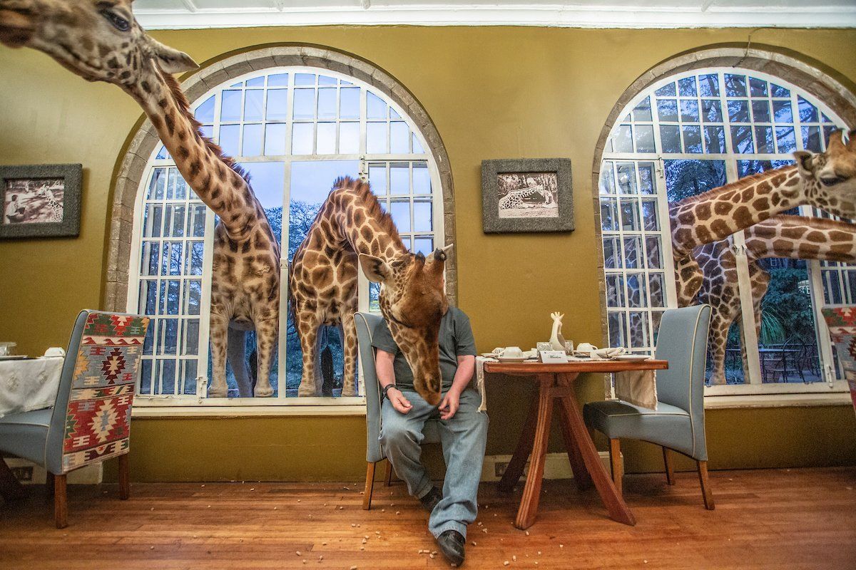 A man is sitting at a table with giraffes standing around him.
