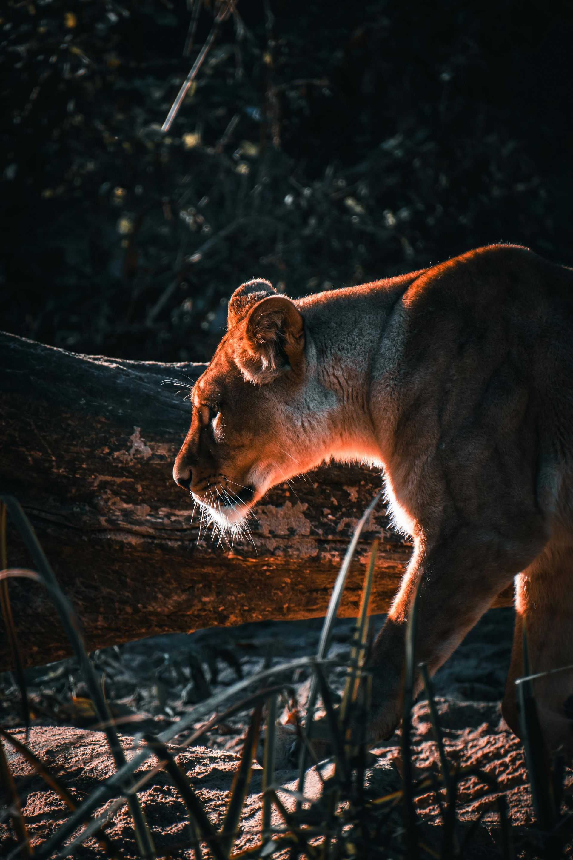A lion is standing next to a log in the woods.