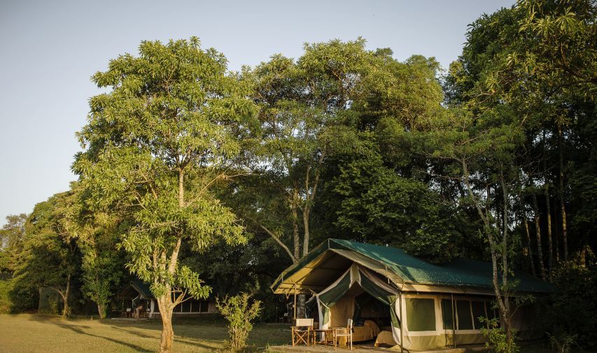 A tent is sitting in the middle of a forest surrounded by trees.