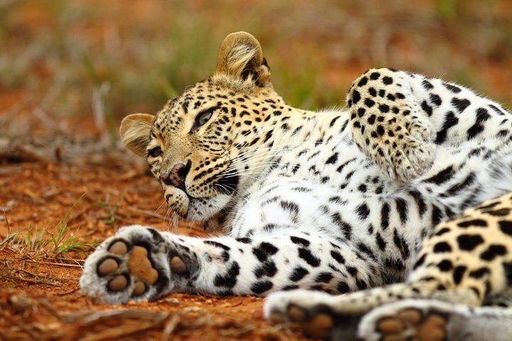 A leopard is laying on its back on the ground.