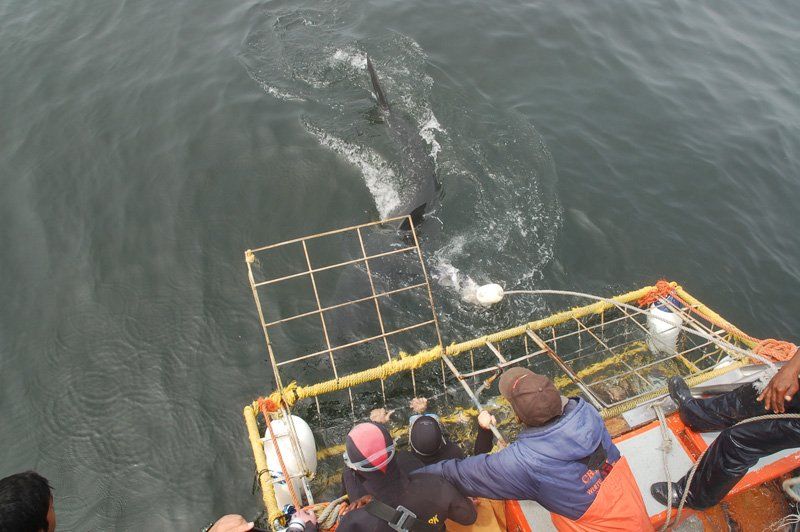 A group of people on a boat watching a shark in a cage