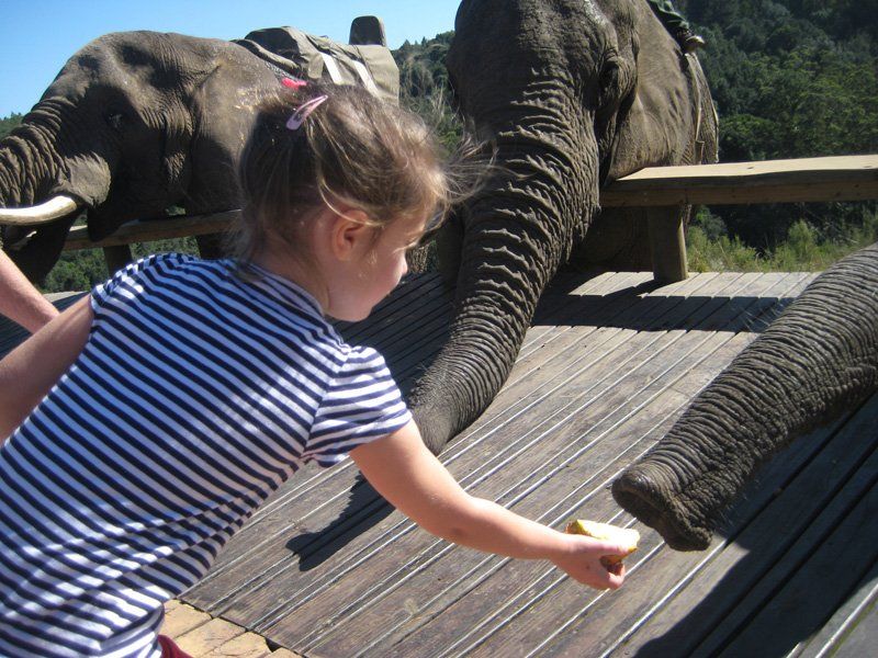A little girl in a striped shirt is feeding an elephant