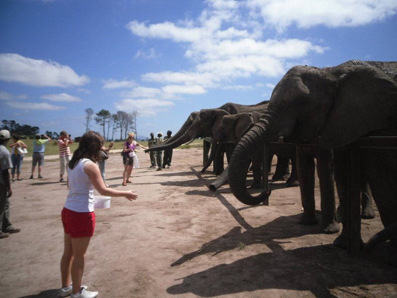 A woman stands in front of a herd of elephants