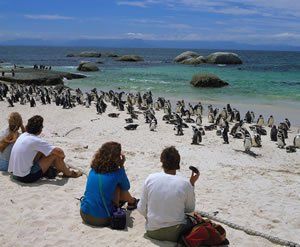 A group of people are sitting on a beach looking at penguins