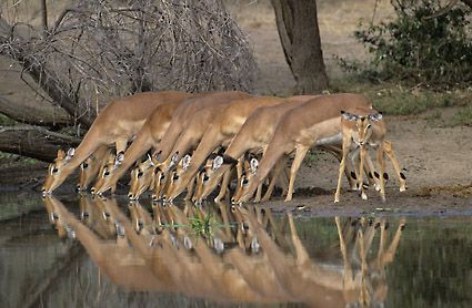 A herd of antelope drinking water from a pond.