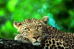 A close up of a leopard laying on a tree branch.