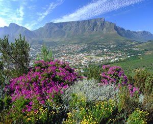 A mountain with purple flowers in the foreground and a city in the background.