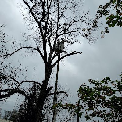 A man in a bucket is cutting a tree with a chainsaw.